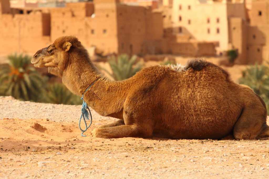 camel in the desert