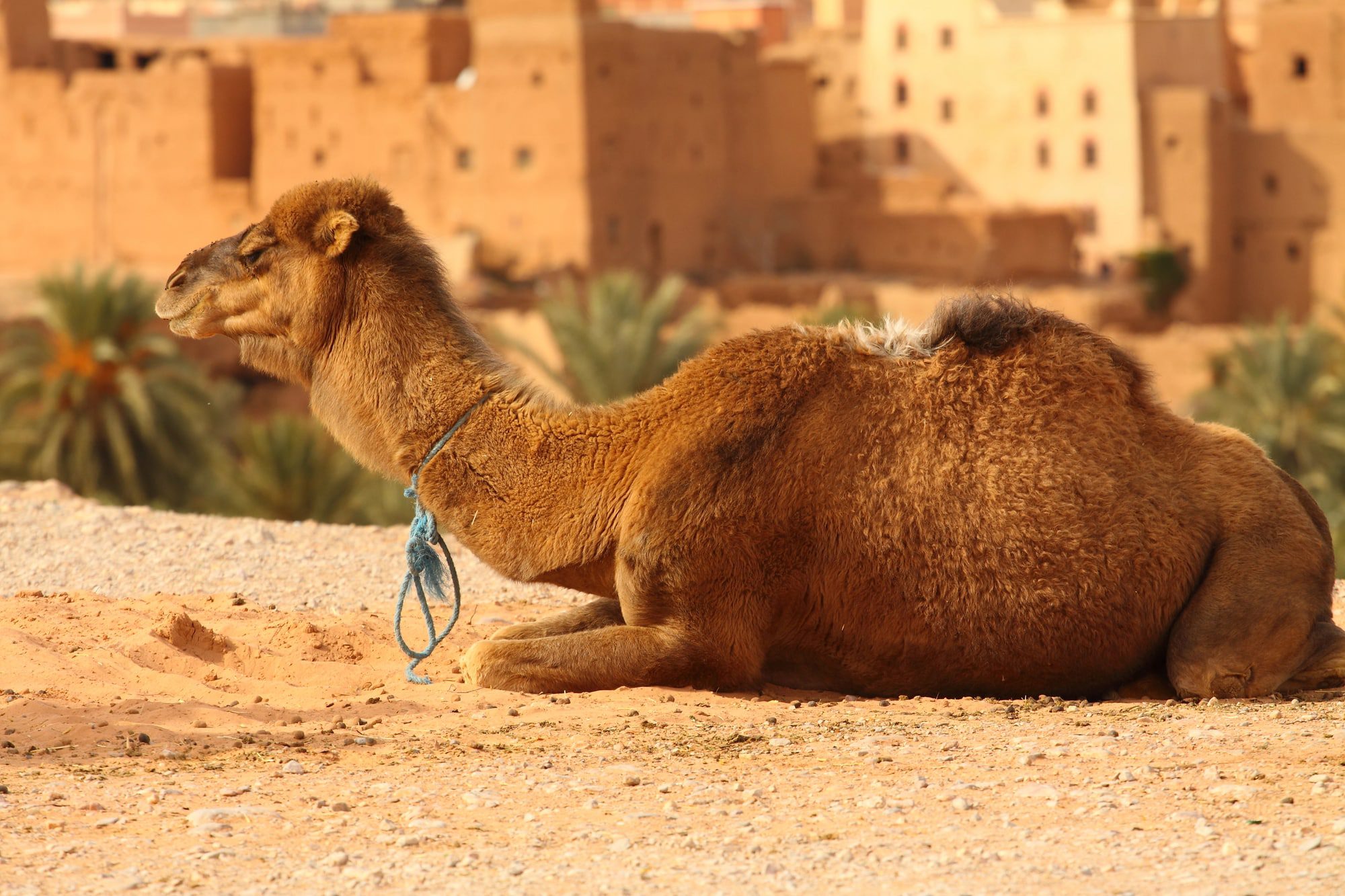 A camel