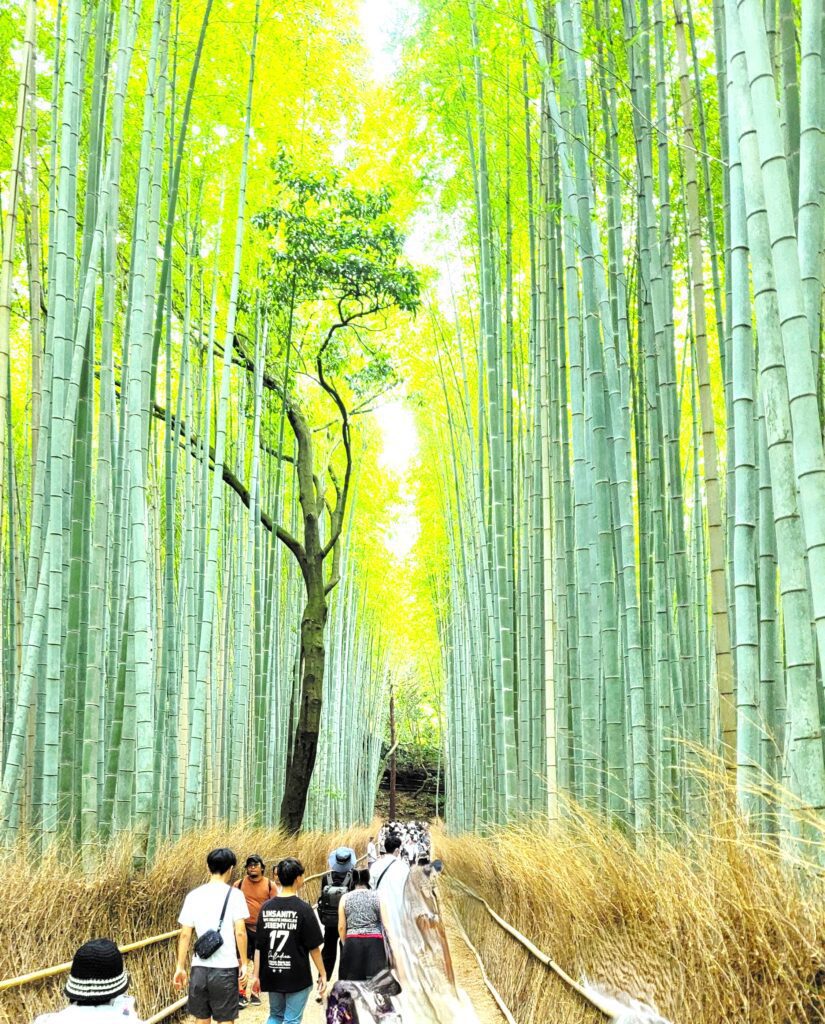 Images of bamboo forest