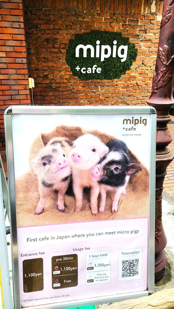 Micropig cafe in Harajuku