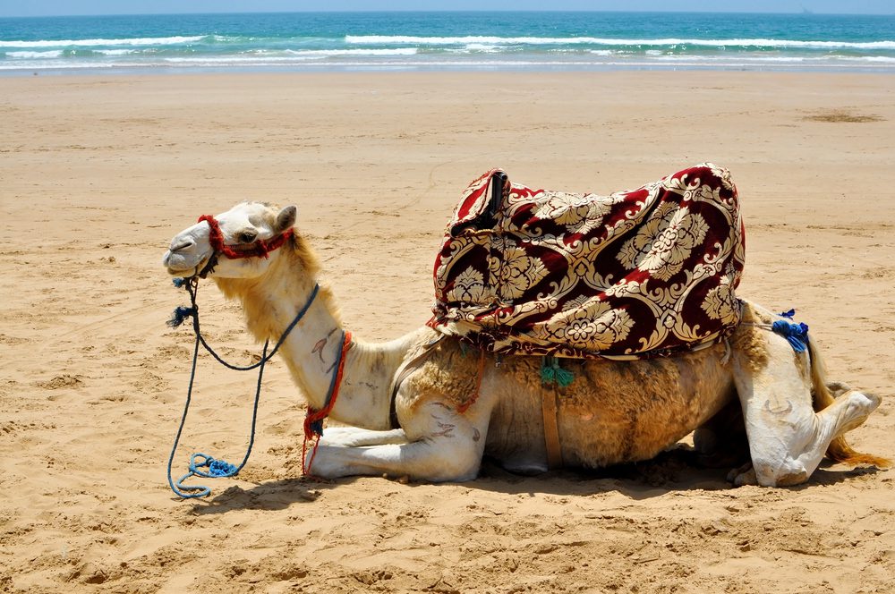 Camel in Agadir, Morocco