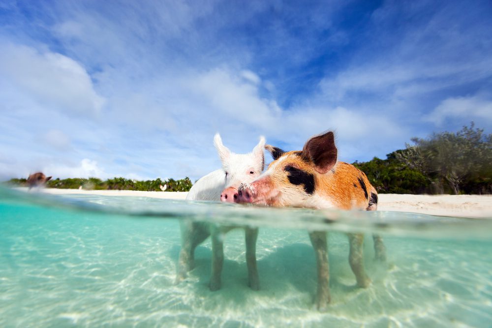 Pigs in Exuma